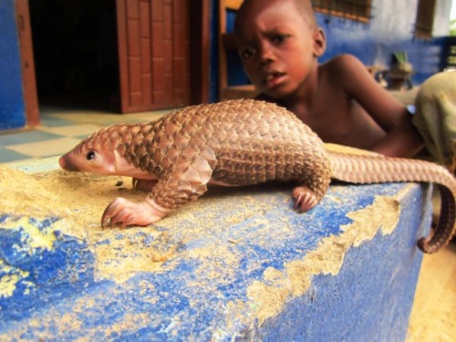 Oh snap!  It’s a baby pangolin!  Nya begged me to buy it so we could raise it in the office and eat plenty meat in a few months.  Crazy me, I said no.