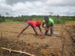 Hard Working GIrls Planting Beans