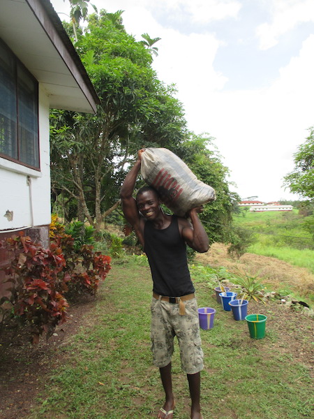 Hauling cow manure to the field.