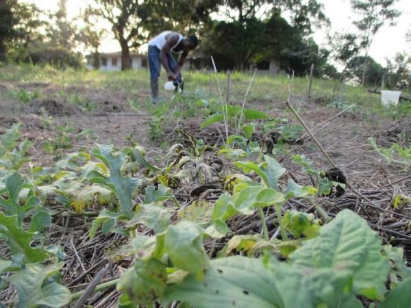 Applying fungicide to Charleston Gray