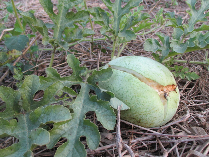 Spoiled melon.